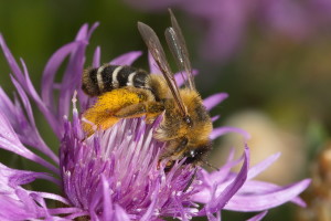 Hosenbiene Dasypoda hirtipes