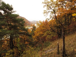 Flaumeichenwald bei Spitz