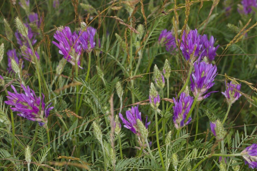 Astragalus Onobrychis1a