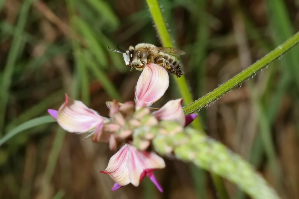 Männchen der Esparsetten-Sägehornbiene rastet auf einem Blütenstand der Sand-Esparsette. Melk, 17.06.2023