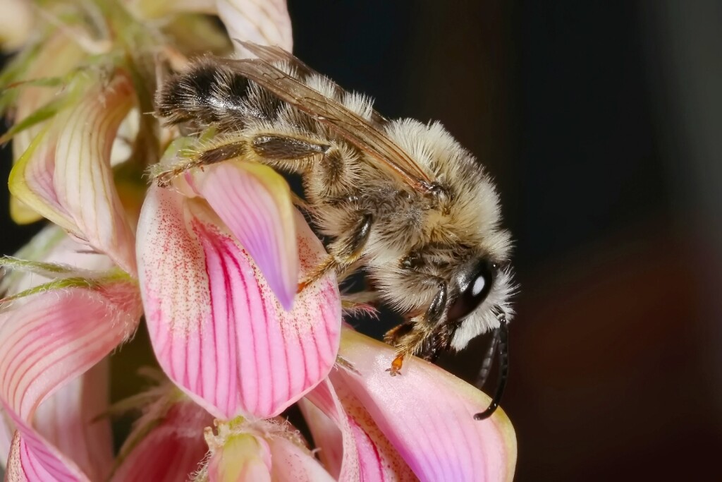 Männchen der Esparsetten-Sägehornbiene auf Blüten der Sand-Esparsette. Studioaufnahme, 17.06.2023