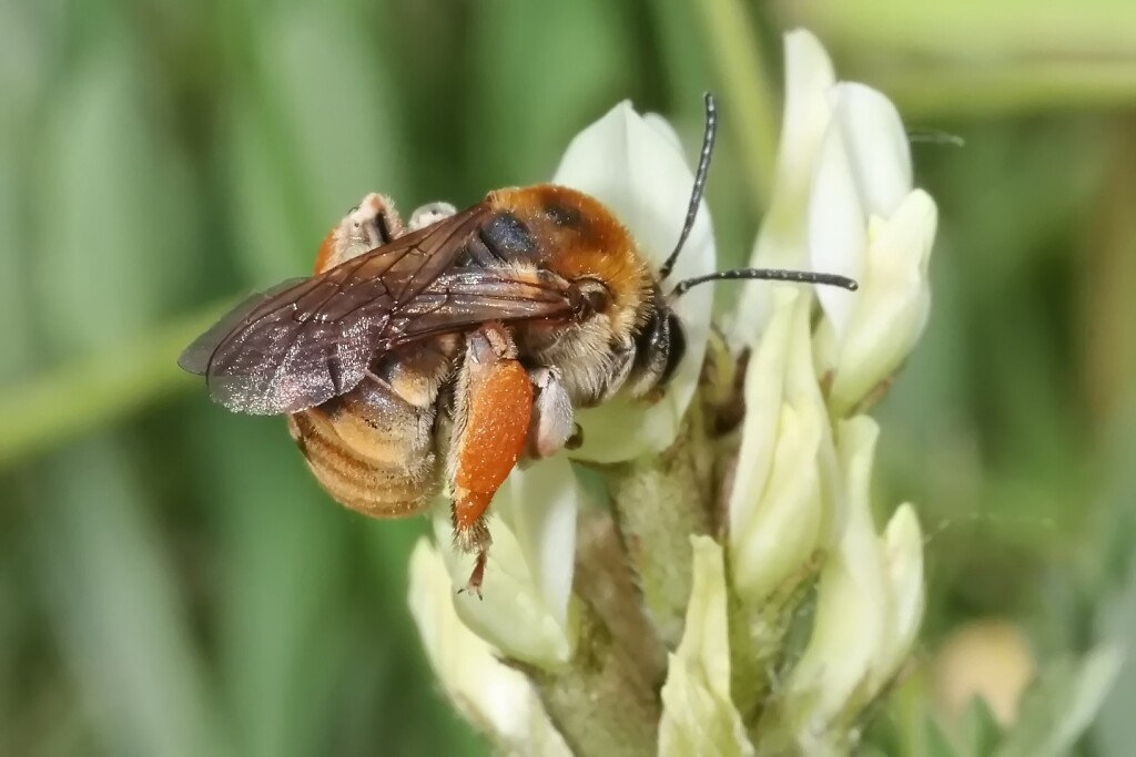 Weibchen der Goldenen Langhornbiene beim Blütenbesuch an Kicher-Tragant im unmittelbaren Bereich des Esparsetten-Bestands. Melk, 25.06.2023